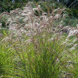 Ozdobnica čínska (Miscanthus sinensis) ‘YAKA DANCE’® - výška 10-15 cm, kont. C1,5L